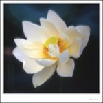 lotus2009-010 - crop
