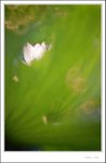 lotus2009-014 - crop