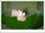 lotus2009-026