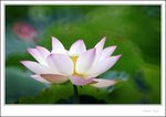 lotus2009-032
