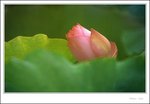 lotus2009-038
