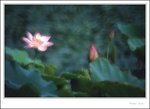 lotus2009-070 - crop