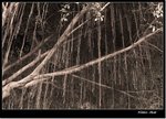 _MG_1426 ebw