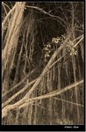 _MG_1428 ebw