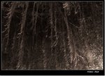 _MG_1429 ebw