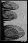 _MG_1635 ebw