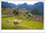 Llama: Machu Picchu resident   _MG_0267 e