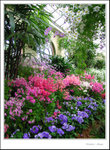 The Conservatory - Fitzory Garden

IMG_8624