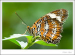 _MG_2214 ec