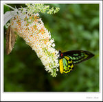 _MG_2239 ec