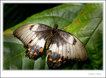 _MG_2253 ec