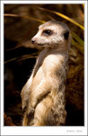 _MG_2271 ec