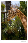 _MG_2291 ec