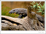 _MG_2309 ec