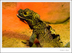 _MG_2384 ec