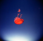 scan 009