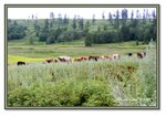 Frame_IMG_6633 eweb