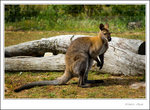 _MG_9868 e
