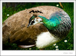 _MG_9882 ec
