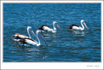 _MG_0563 ec