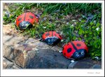 _MG_9405 e