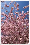 _MG_0709 e