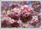 _MG_0711 e