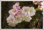 _MG_0721 ec