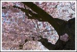_MG_0761 e