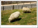 _MG_9610 e