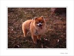 Frame_scan 732