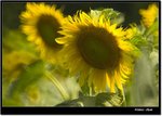 _MG_1337 e