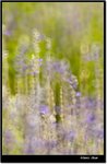 _MG_1352 e