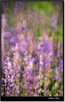 scan 303 evs