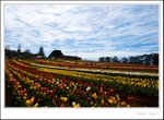 _MG_8962 e