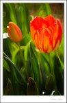 _MG_8990e
