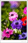 _MG_9134 ec