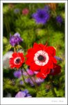 _MG_9135 e