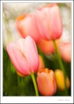 _MG_9139 ec