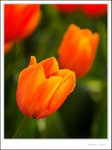 _MG_9159 ec