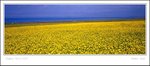 
Rape Flowers at Lake Qinghai 青海湖油菜花

scan 079