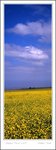 Rape Flowers at Lake Qinghai 青海湖油菜花
scan 081