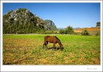 Vinales - Magotes in the background.  Cuba 545 ec