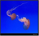 _MG_1926 ec