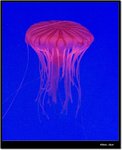 _MG_1969 ec