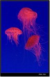 _MG_2002 e