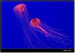 _MG_2009 e