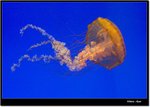 _MG_2021 ec