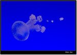 _MG_2039 ec