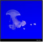 _MG_2042 ec